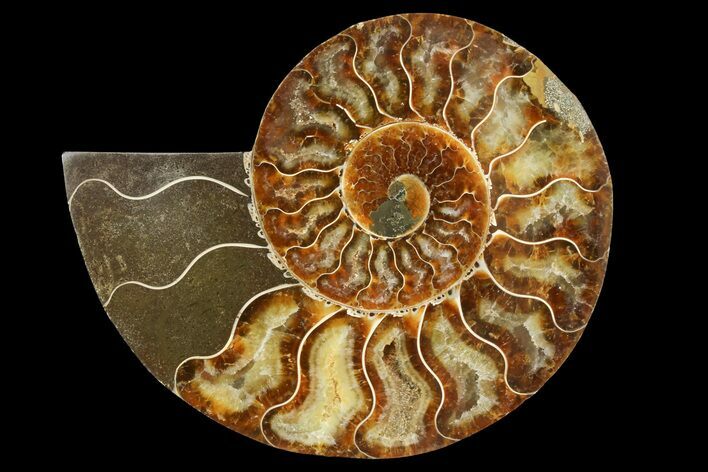 Cut & Polished Ammonite Fossil (Half) - Madagascar #157950